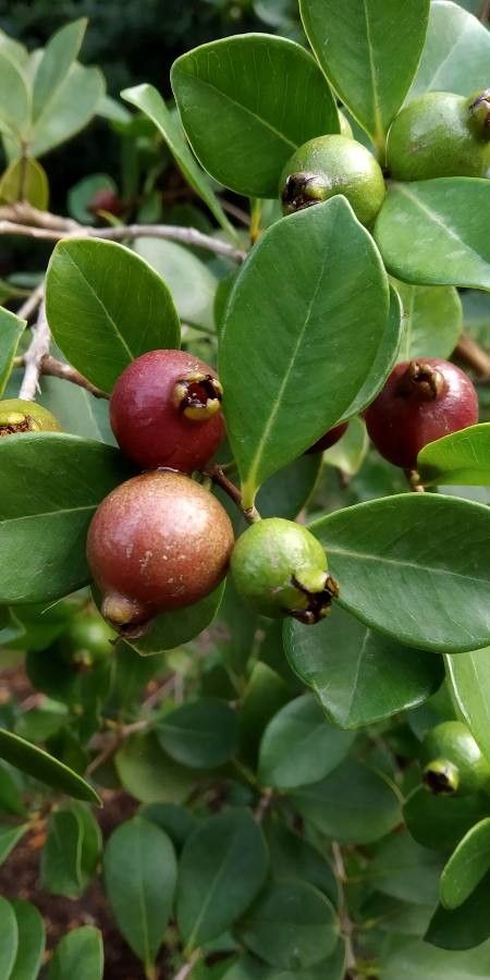 Psidium cattleianum fruit