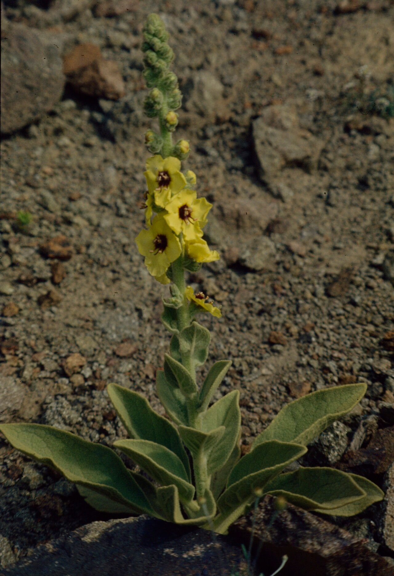 Verbascum charidemi flower