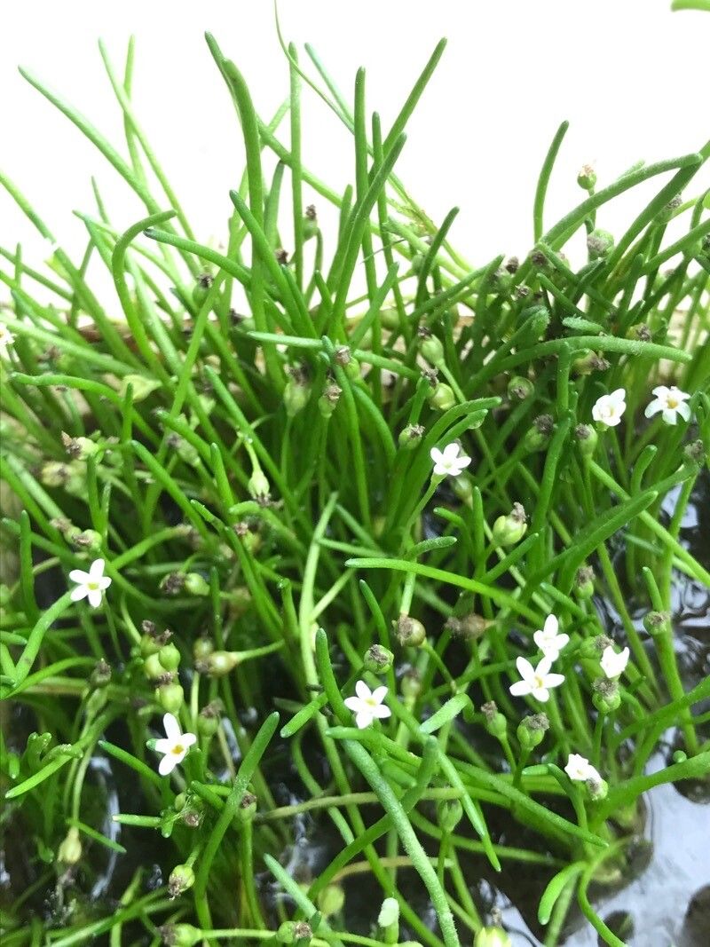 Limosella australis habit