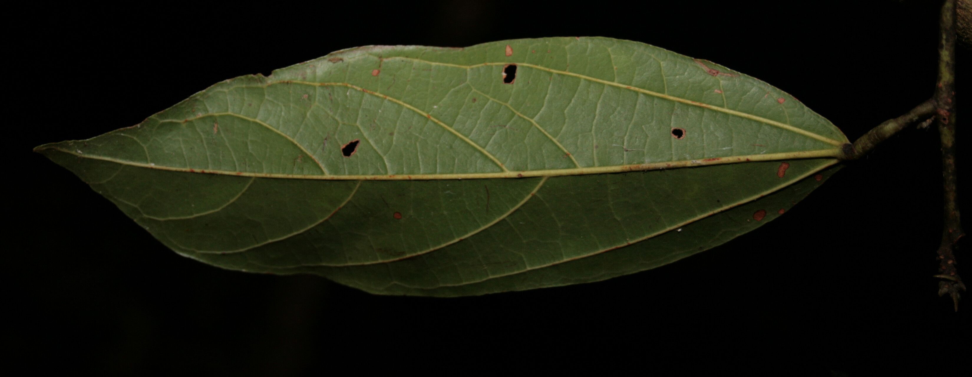 Microcos bifida — related species from the same genus