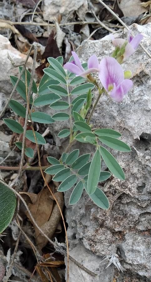 Tephrosia cinerea flower