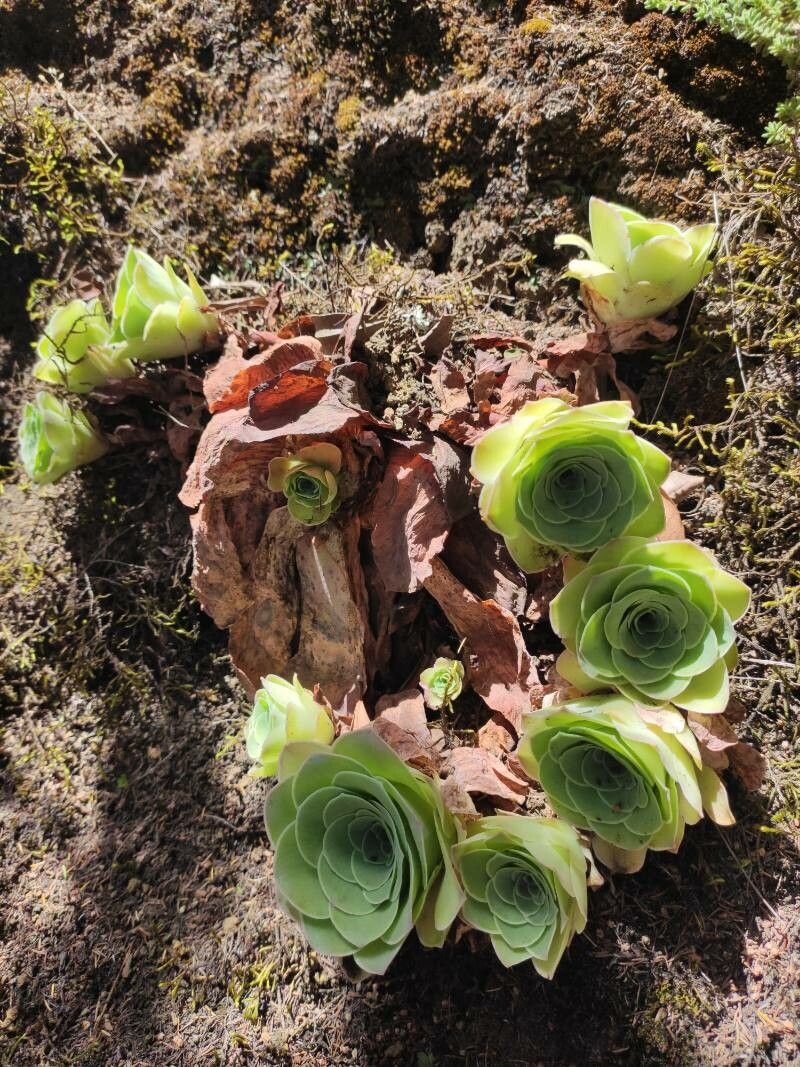 Aeonium diplocyclum habit