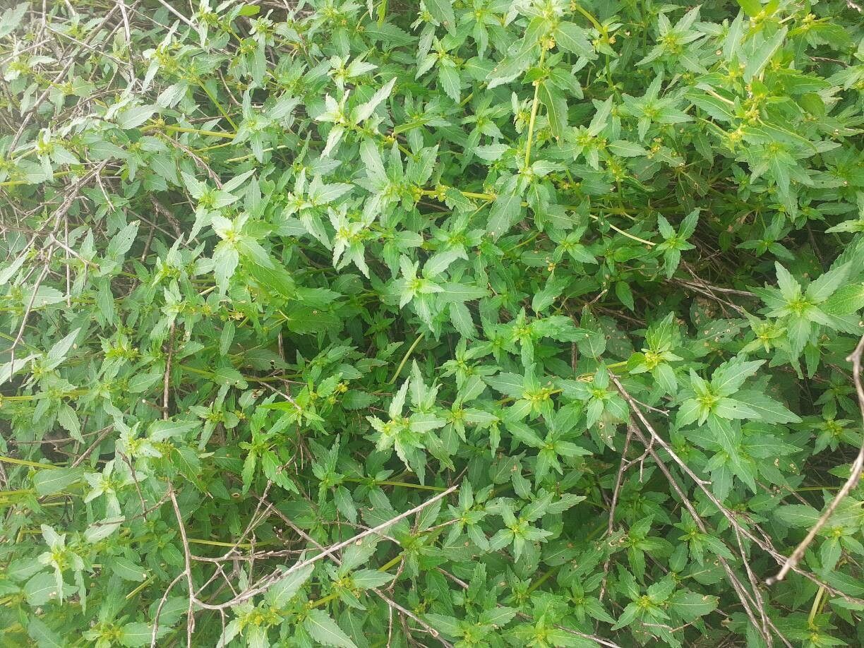 Mercurialis × longifolia — houseplant care guide