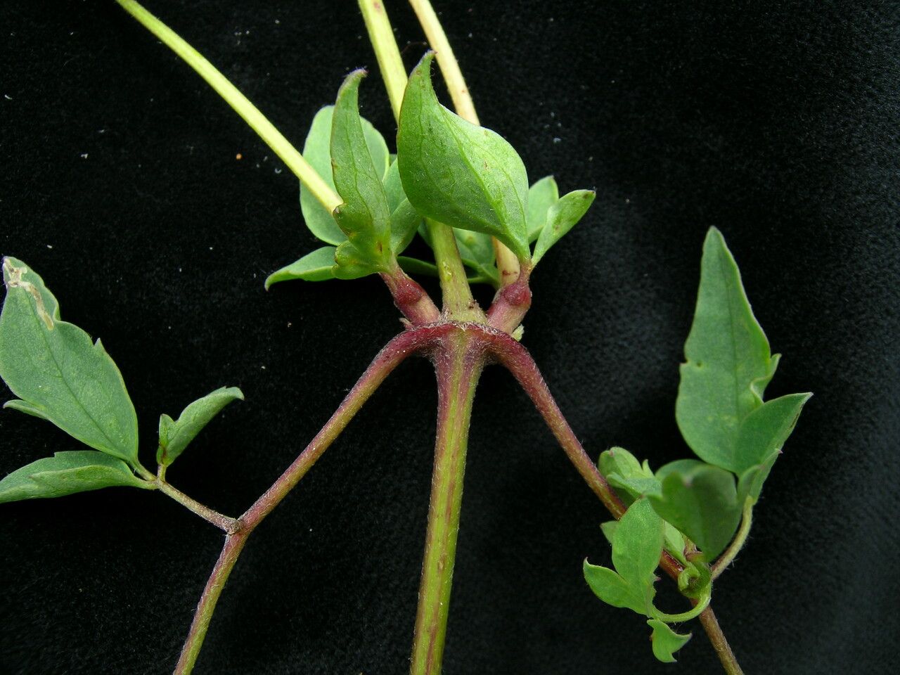 Clematis brevipes habit