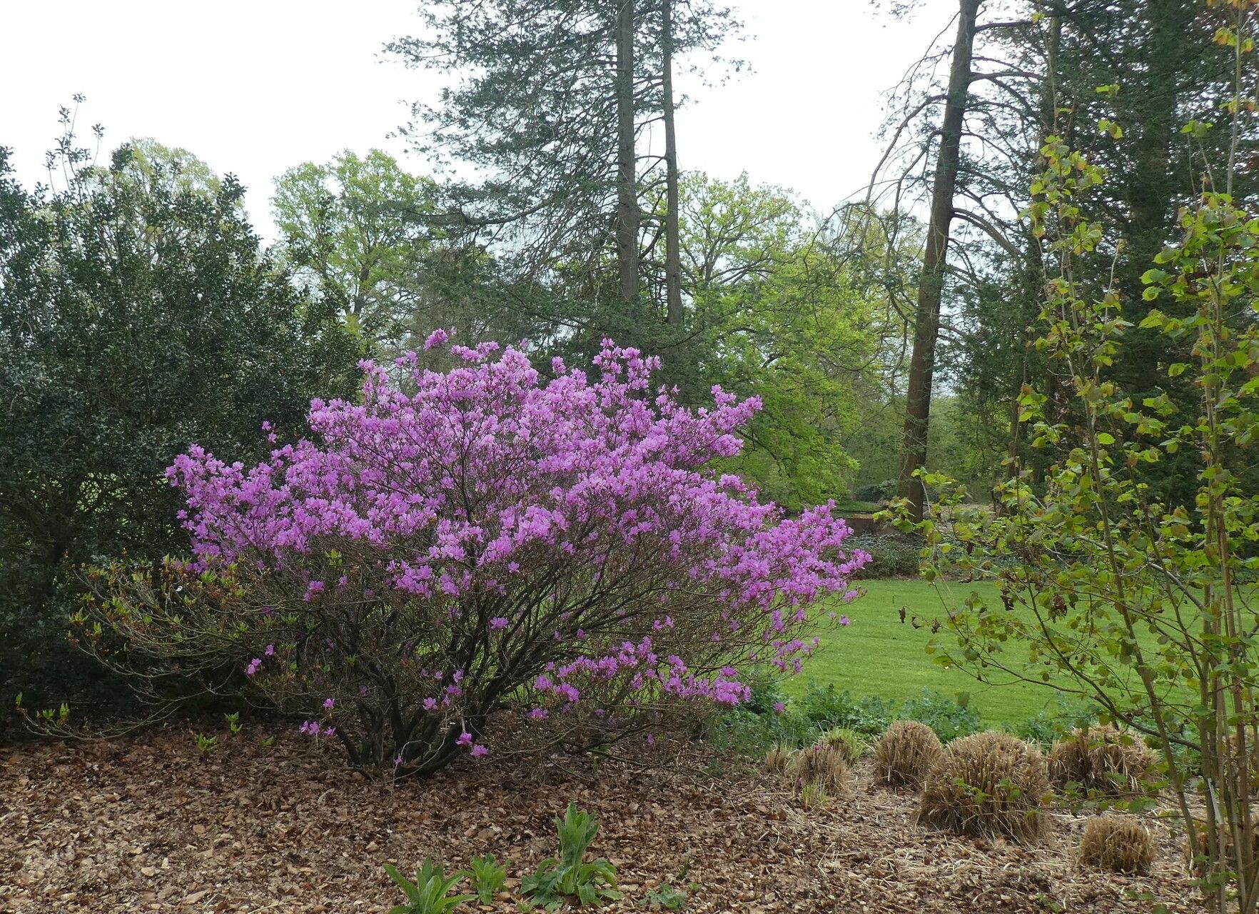 Rhododendron reticulatum habit
