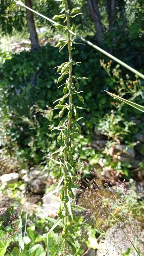Epipactis muelleri fruit