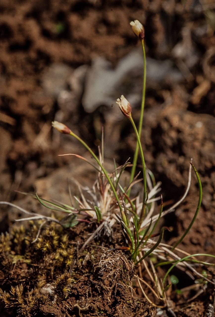 Juncus triglumis flower