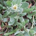 Dimorphotheca pluvialis