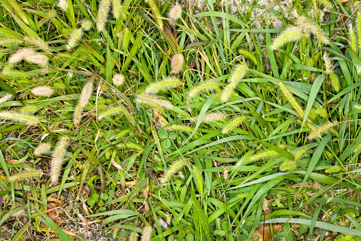 Setaria viridis leaf