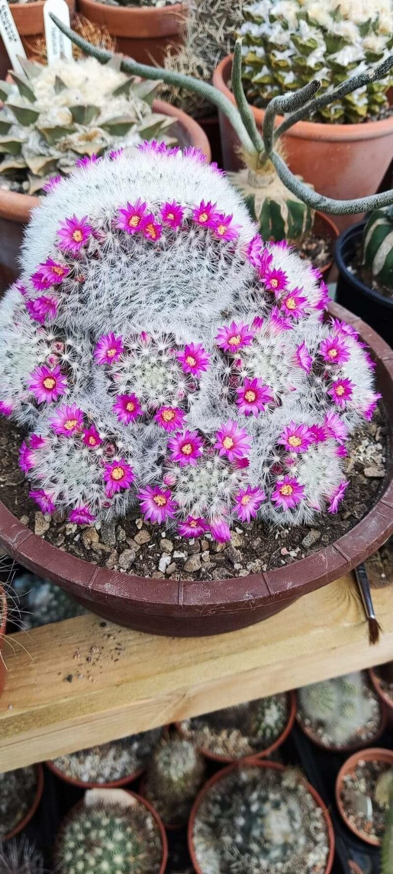 Mammillaria laui — houseplant care guide