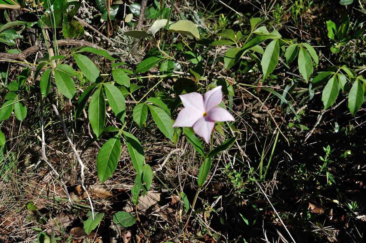 Mandevilla novocapitalis habit