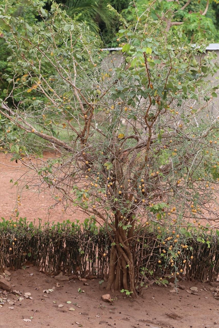 Maerua aethiopica habit
