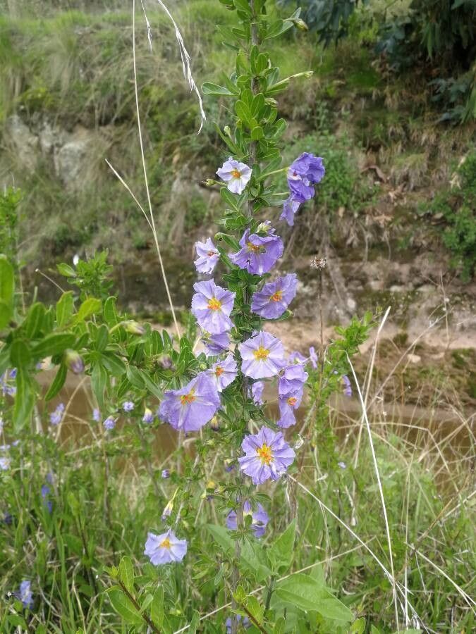Solanum umbelliferum flower