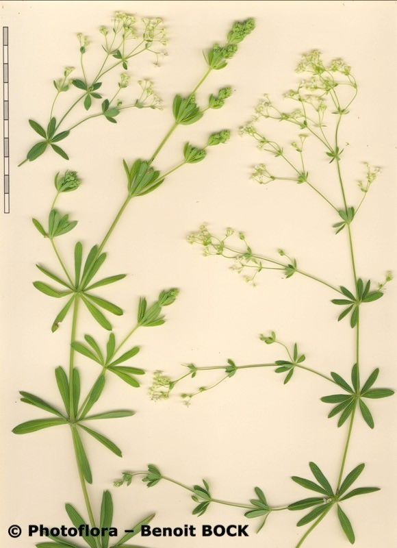 Galium atrovirens other