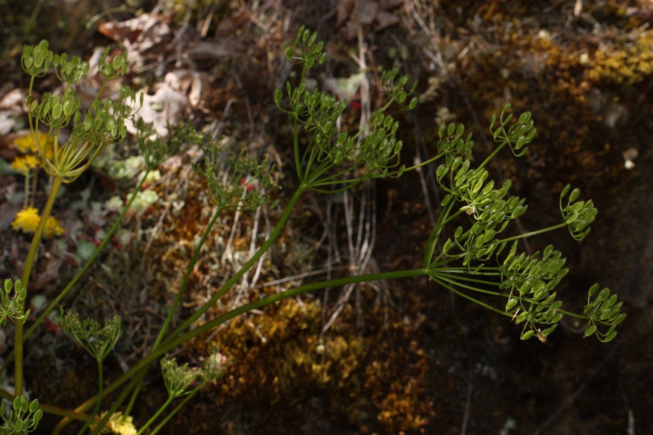 Lomatium hallii habit