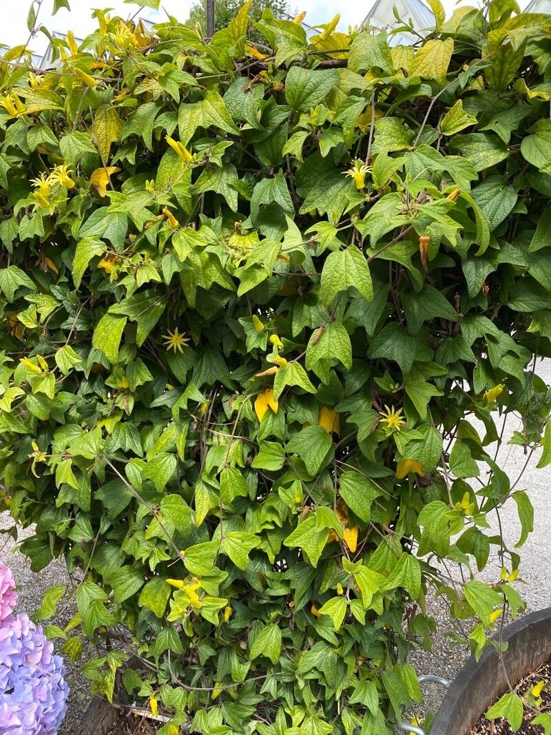 Passiflora citrina habit