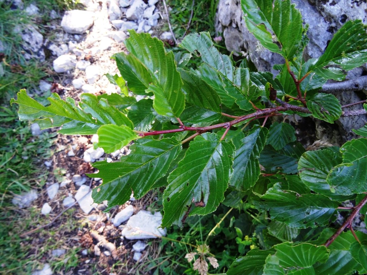 Rhamnus alpina leaf