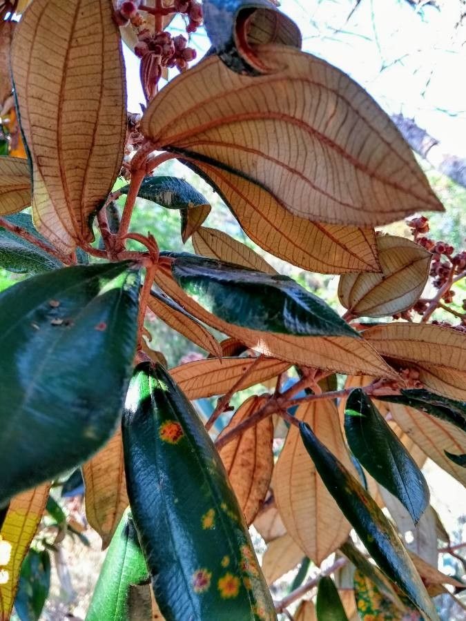 Miconia albicans — search result for 'Melastomataceae'