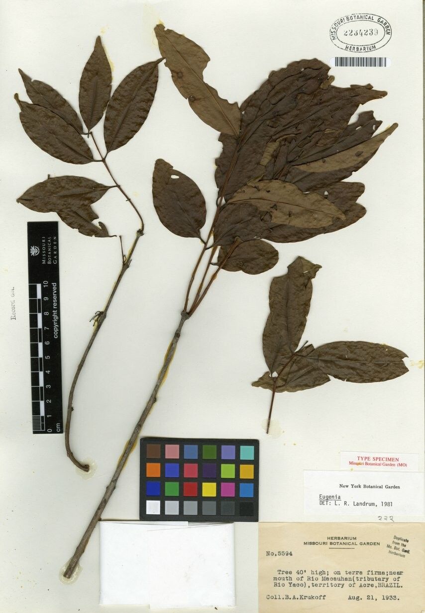 Eugenia quadrijuga — houseplant care guide