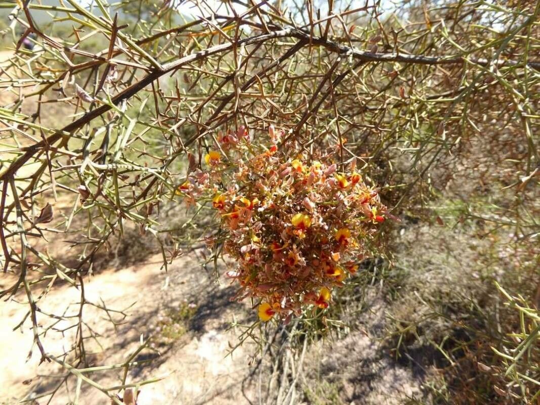 Jacksonia spinosa — related species from the same genus