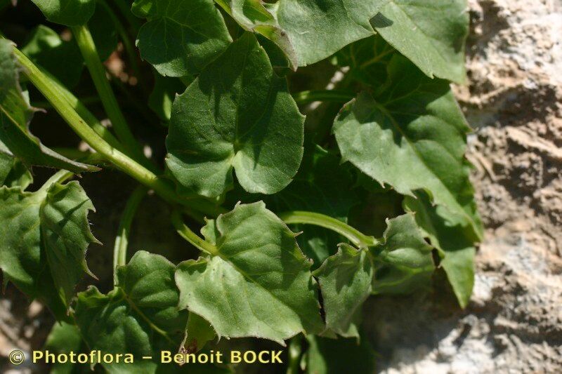 Phyteuma cordatum other