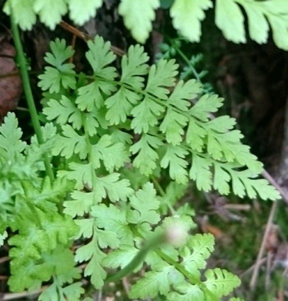 Cystopteris diaphana leaf