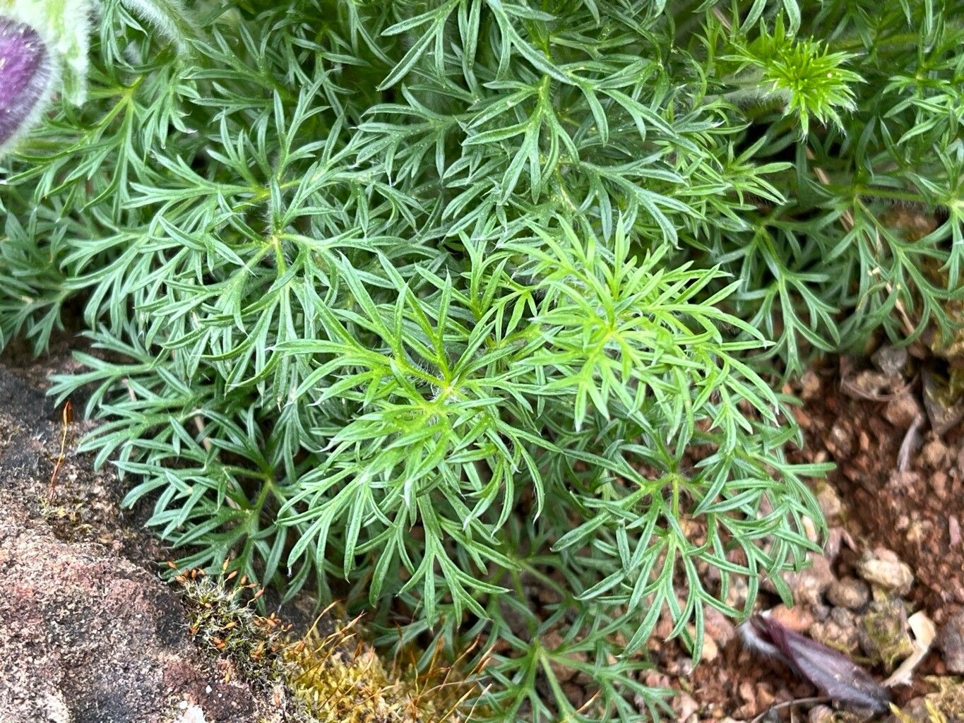 Pulsatilla ambigua leaf