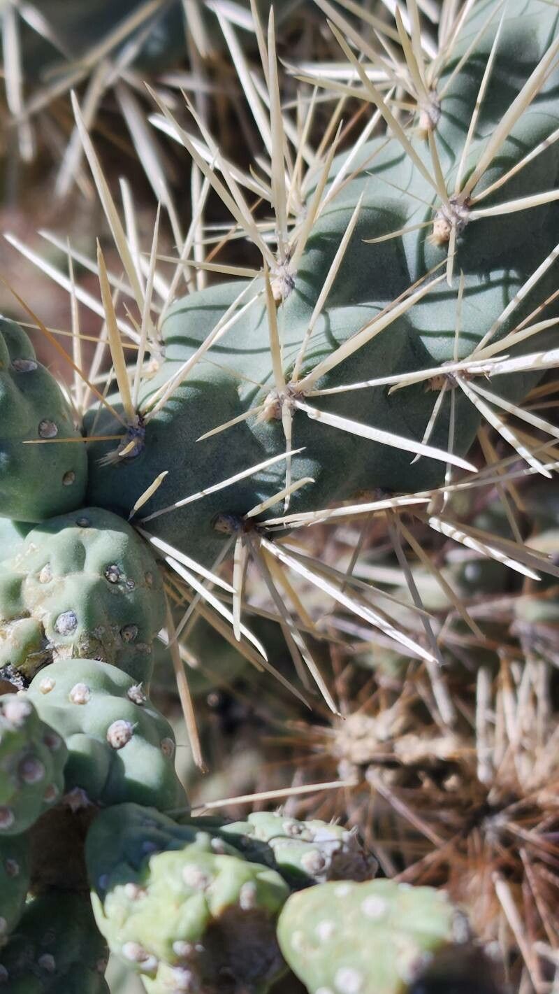 Cylindropuntia fulgida — hardiness zone 12 houseplant
