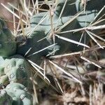 Cylindropuntia fulgida