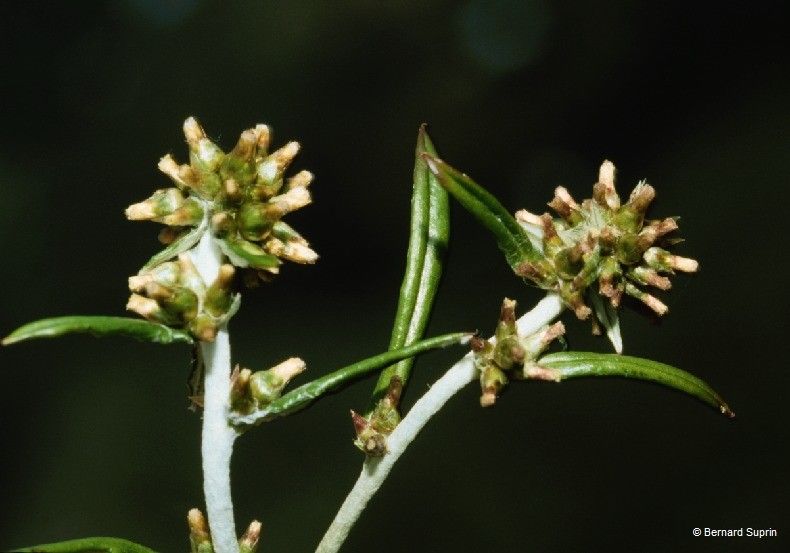 Gnaphalium japonicum — houseplant care guide