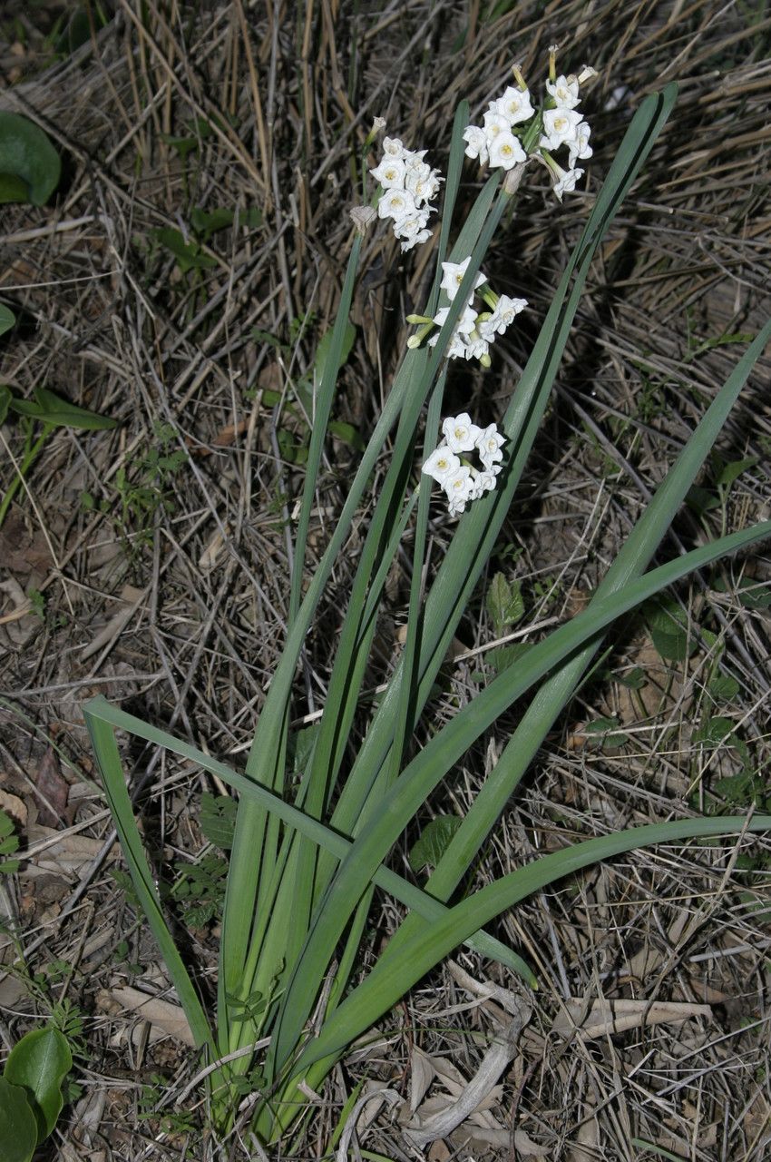 Narcissus pachybolbus habit