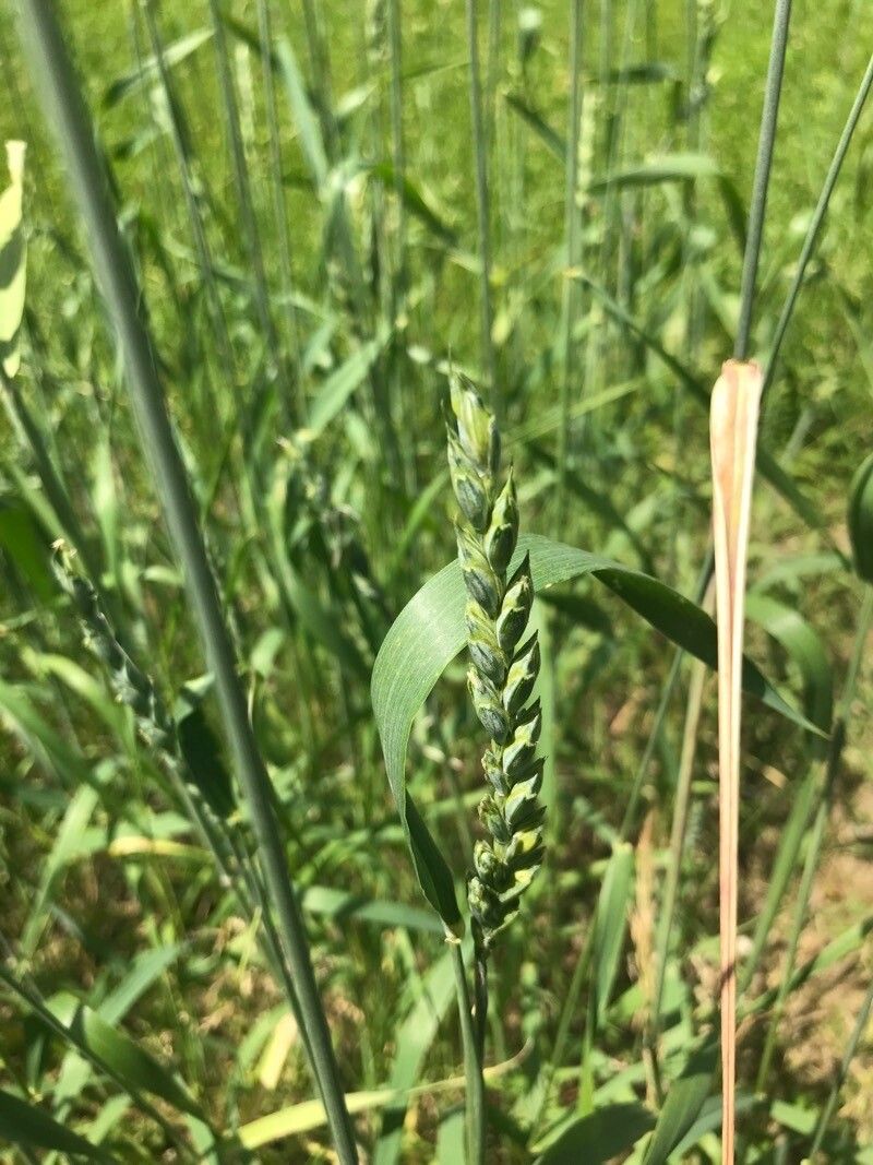 Triticum spelta flower