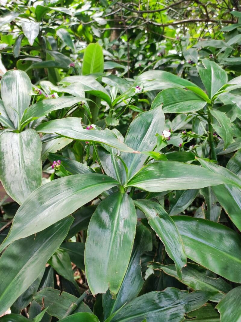 Tradescantia zanonia — search result for 'Tradescantia'