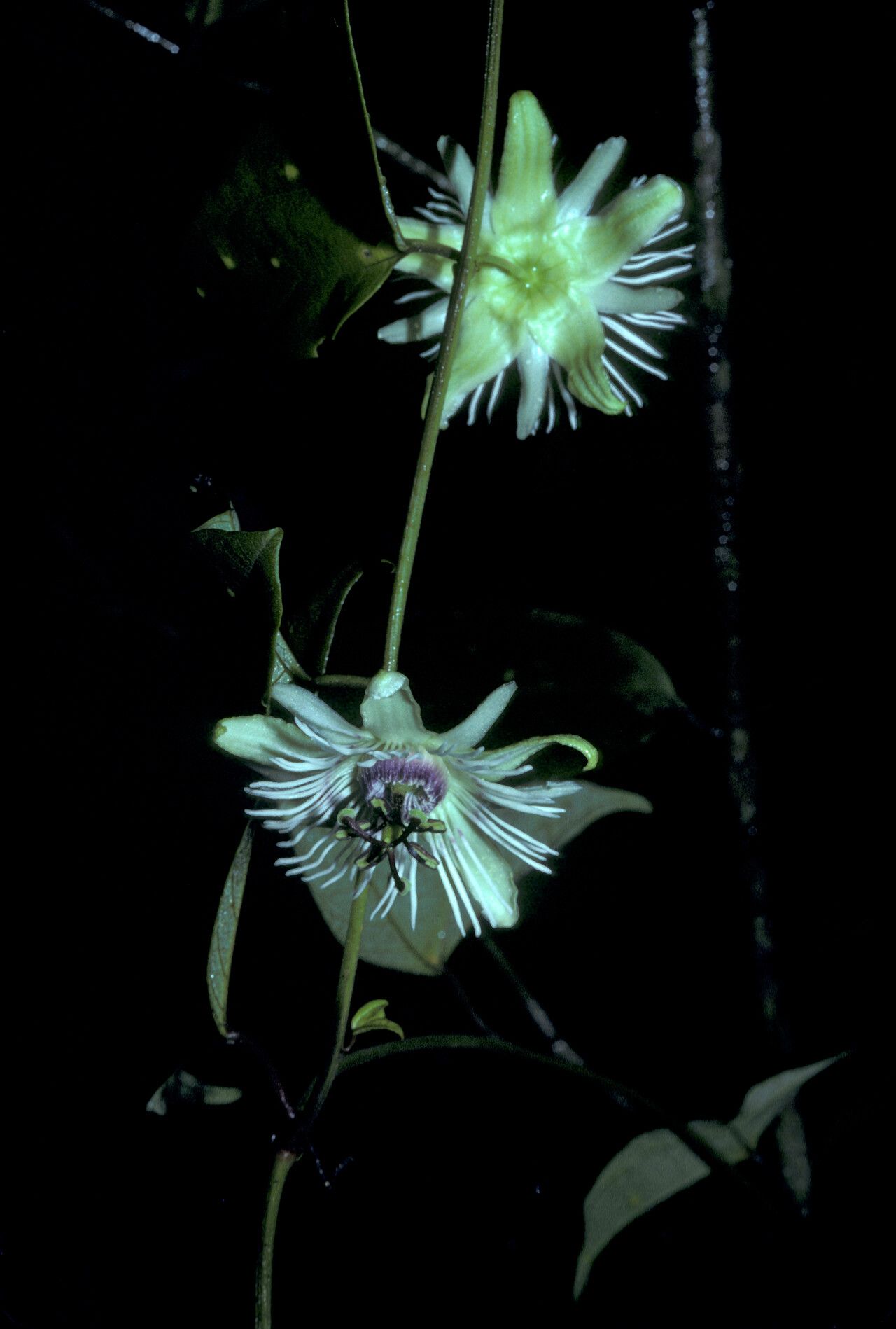 Passiflora vespertilio flower