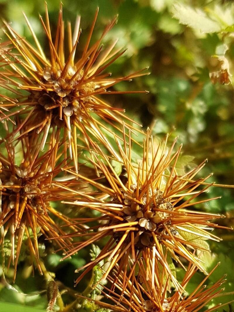 Acaena inermis fruit