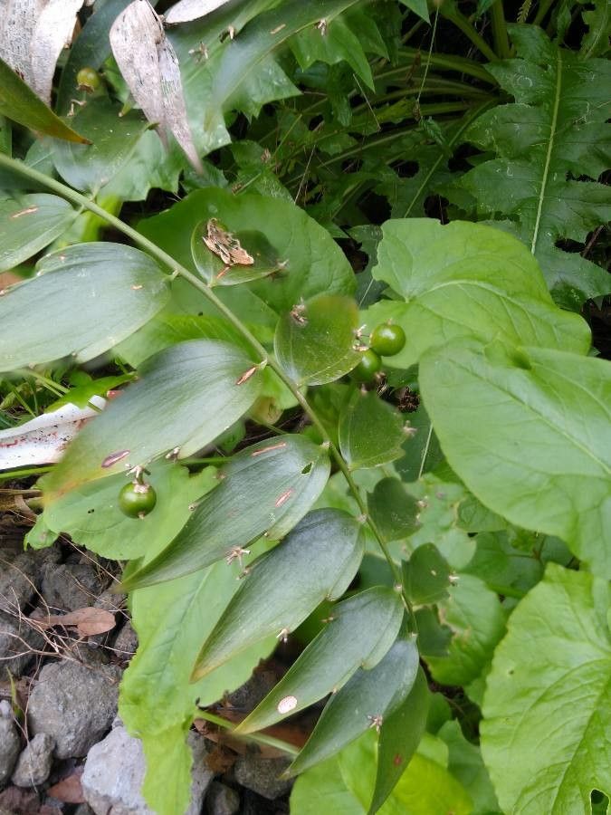Semele androgyna leaf