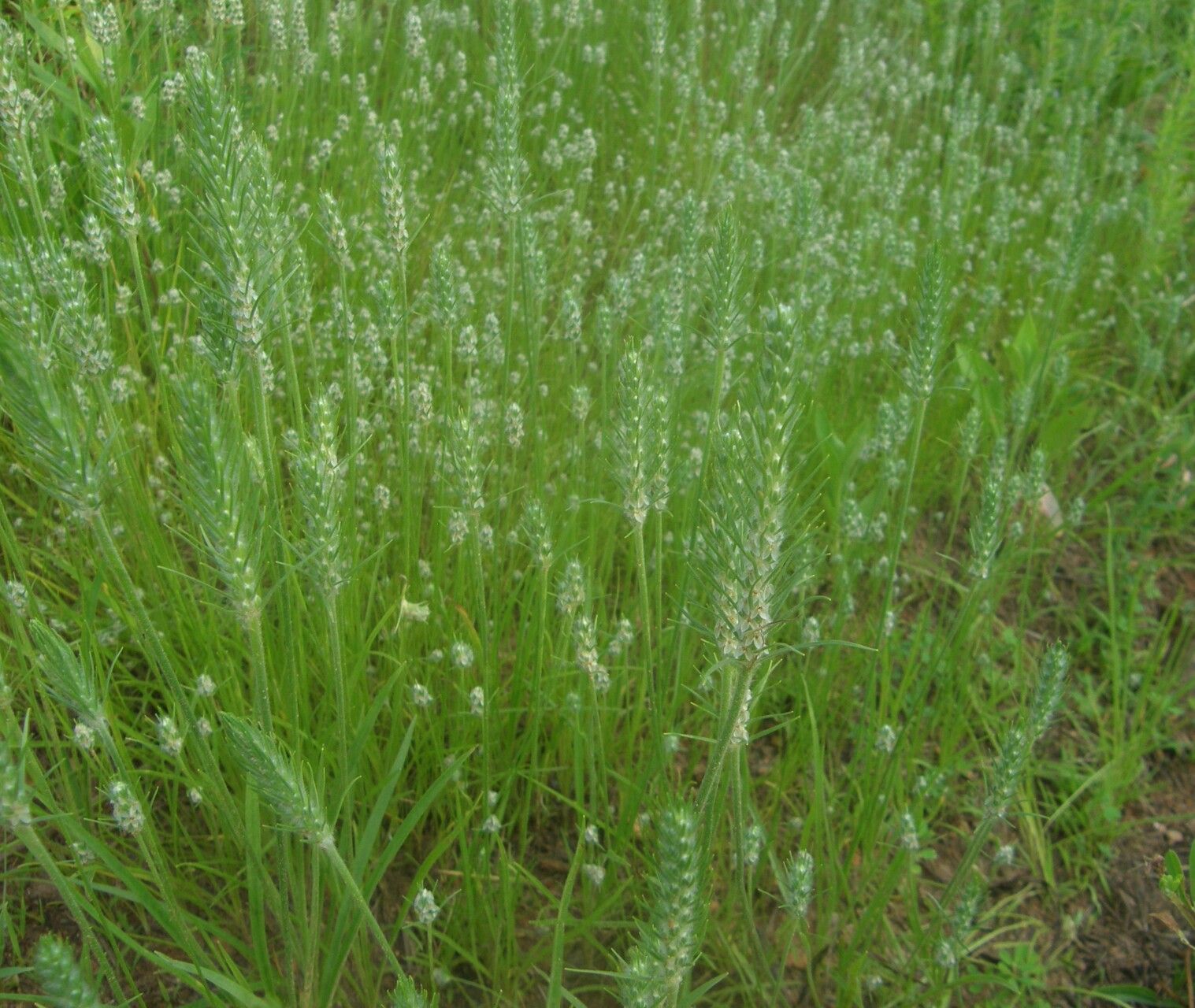 Plantago aristata habit