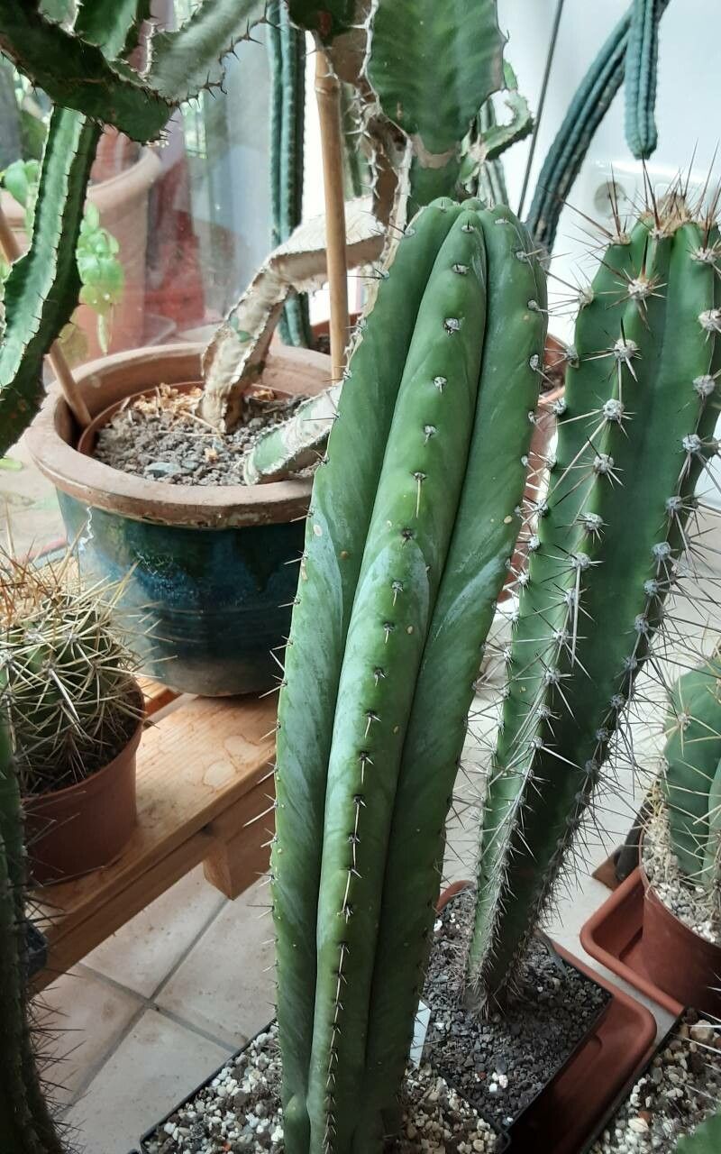 Echinopsis macrogona bark