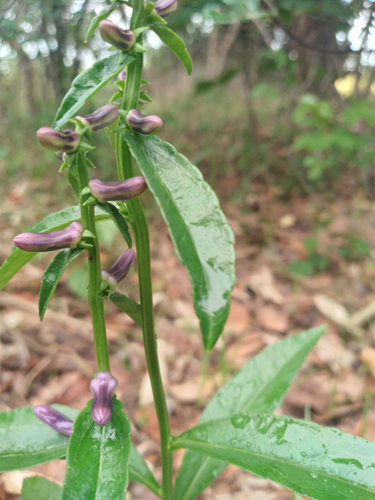 Cyphia erecta flower