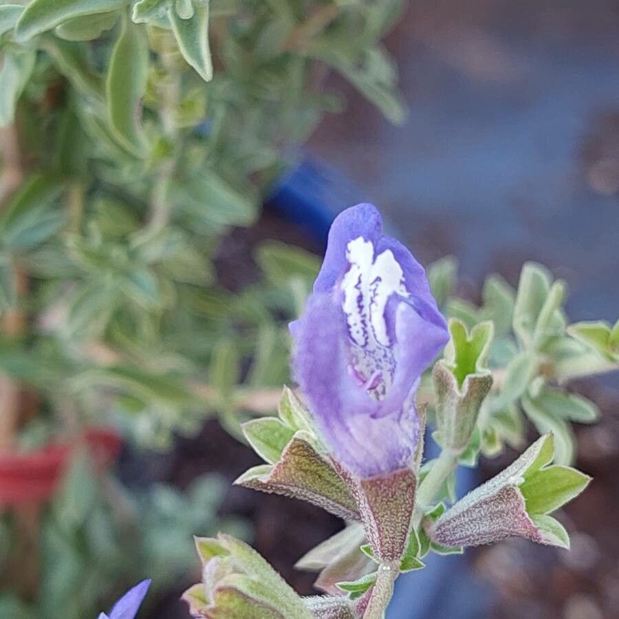 Salvia muirii flower