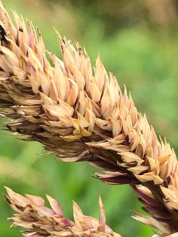 Calamagrostis epigejos flower