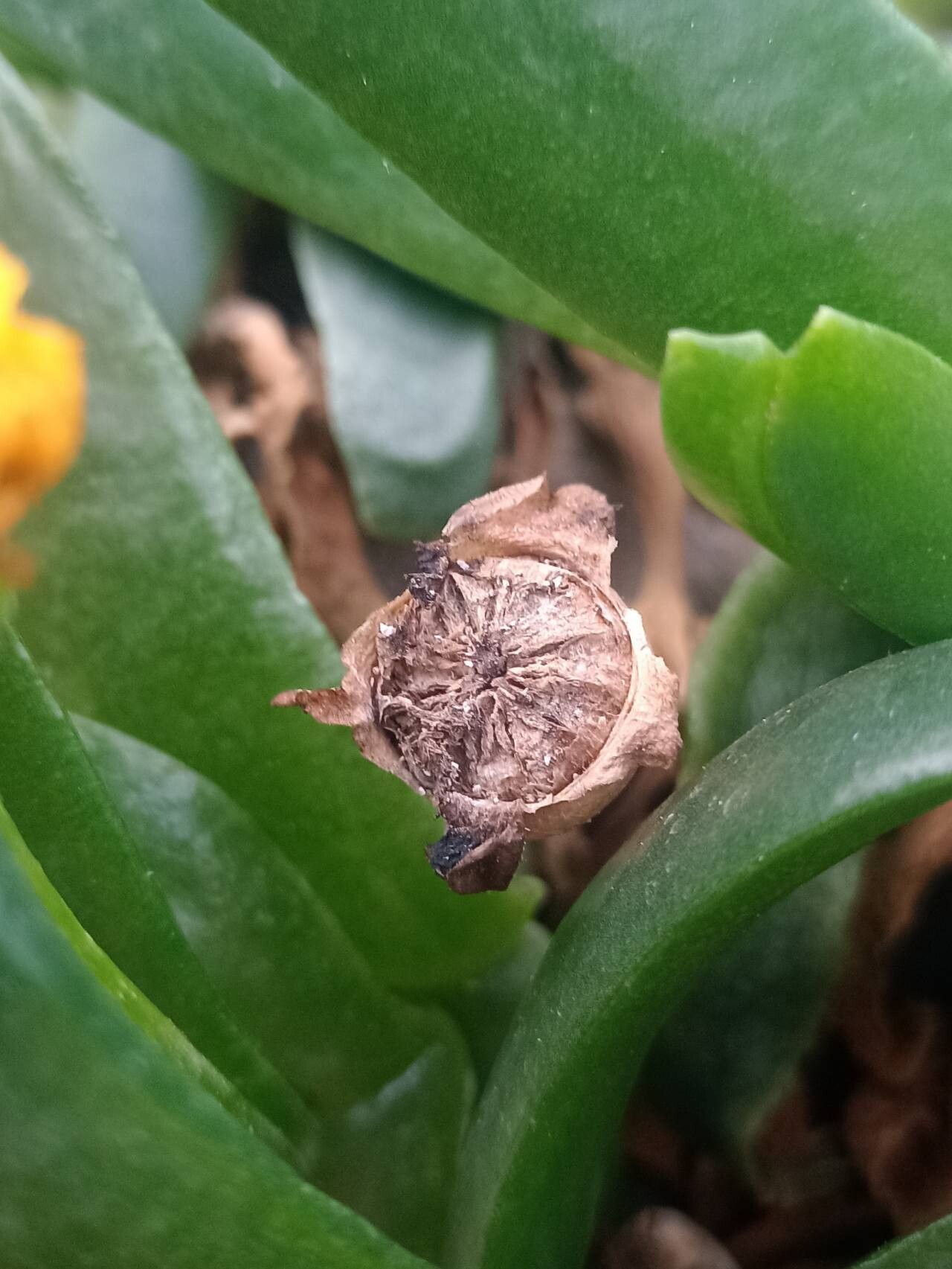 Glottiphyllum difforme fruit