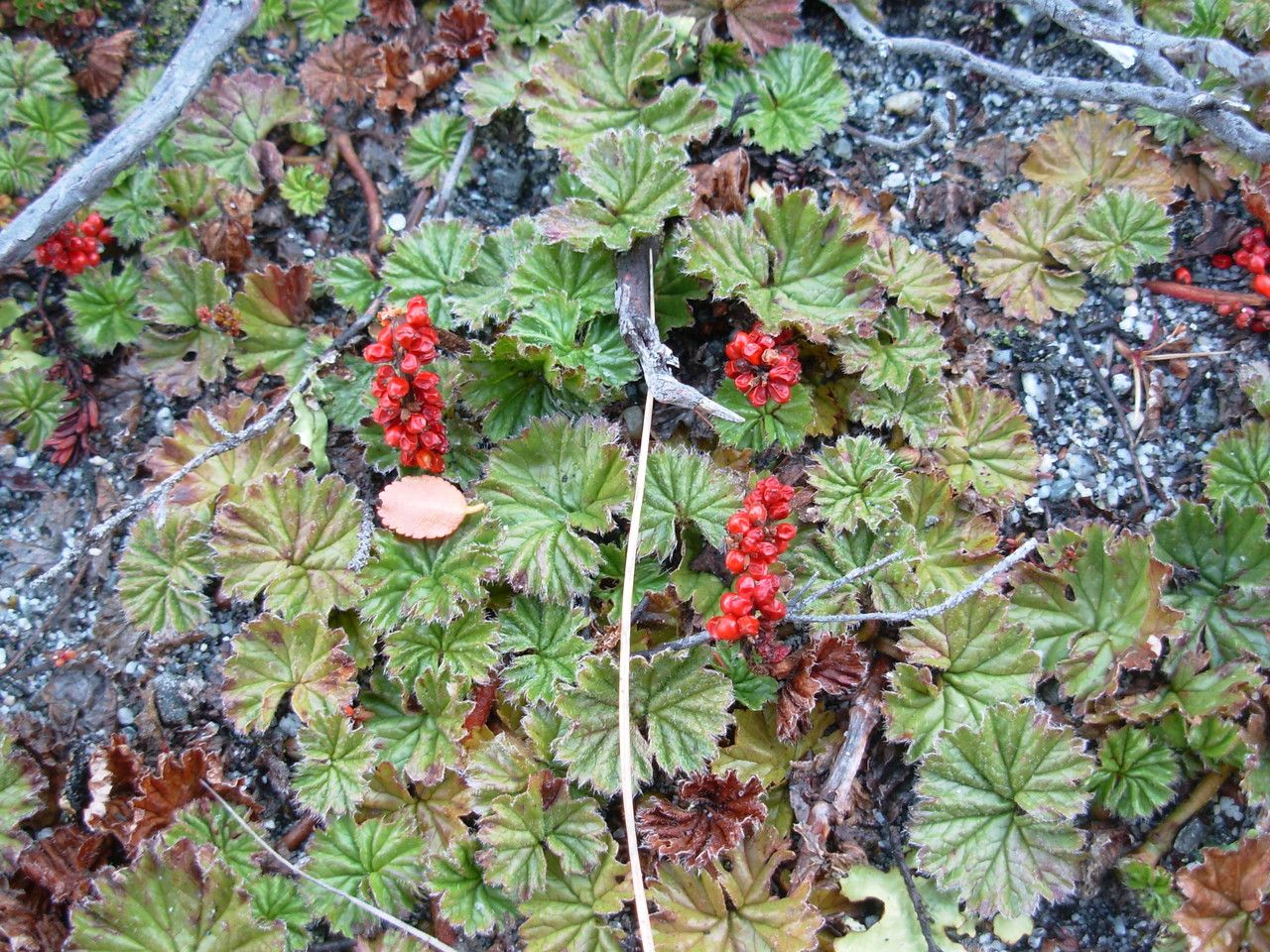 Gunnera magellanica fruit
