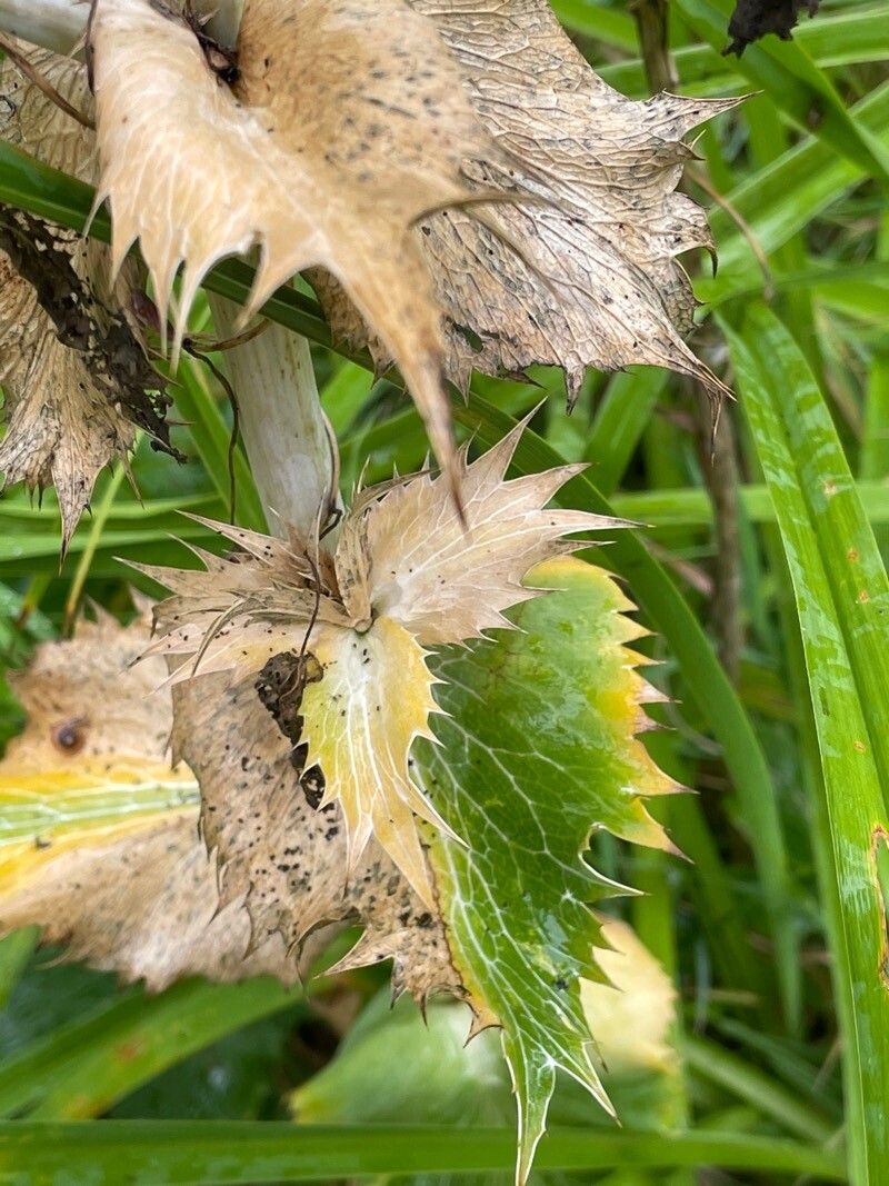 Eryngium giganteum leaf