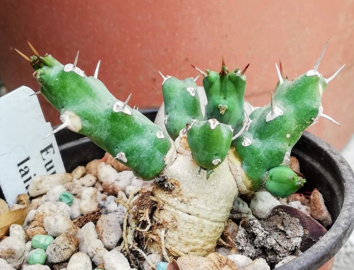 Euphorbia laikipiensis — houseplant care guide