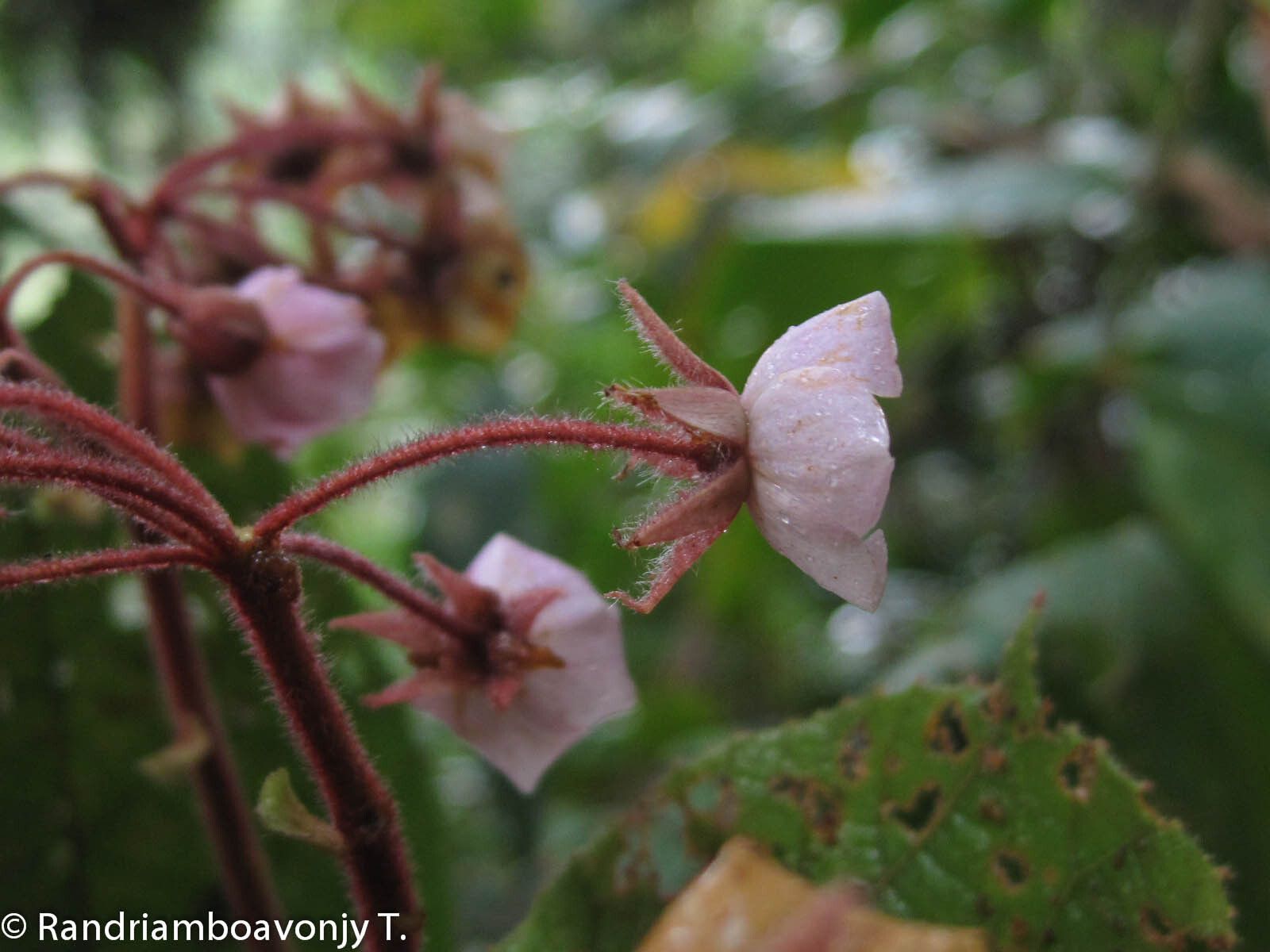 Dombeya befotakensis flower