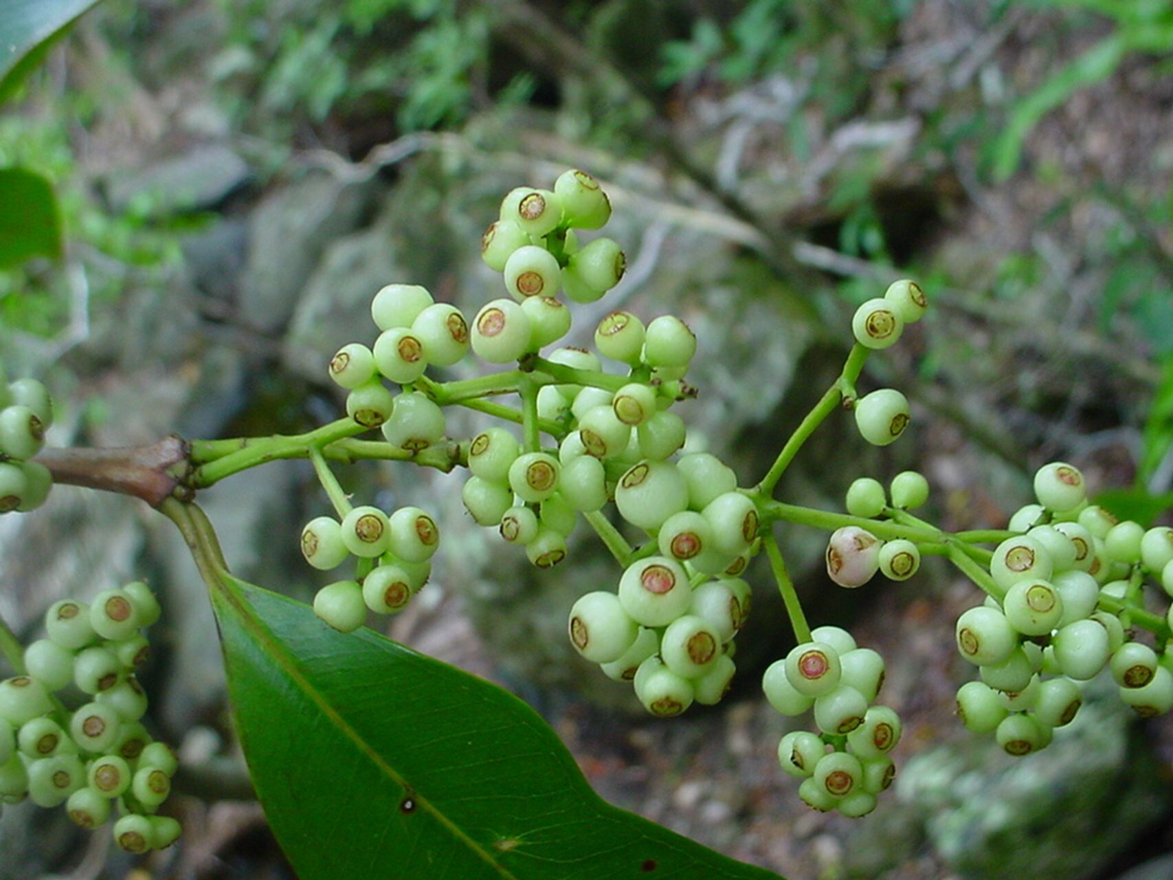 Syzygium aggregatum fruit