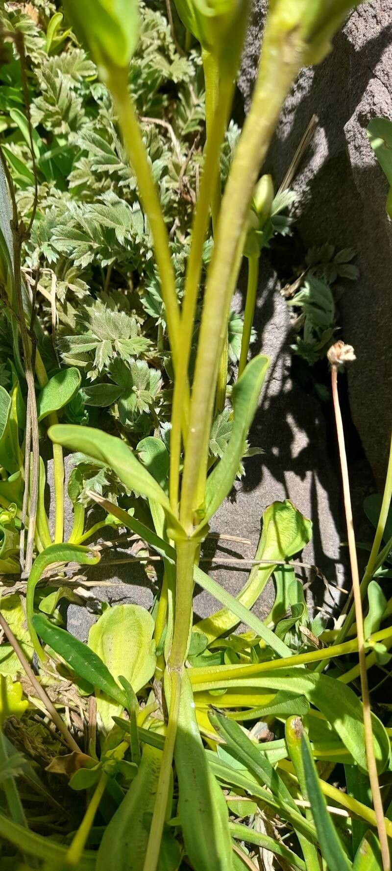 Gentianella multicaulis — search result for 'Gentianella'