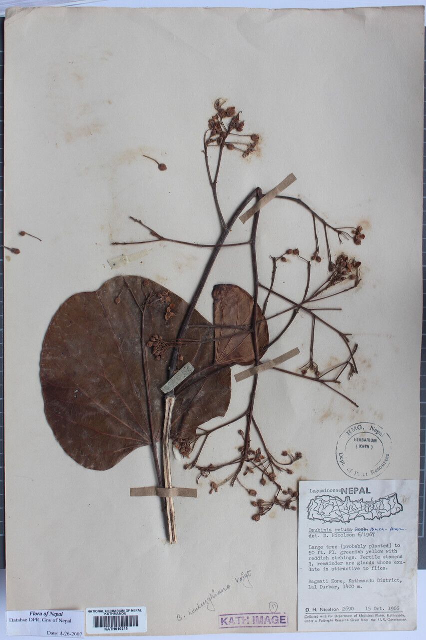 Phanera roxburghiana — houseplant care guide