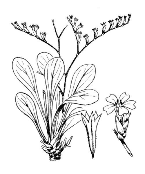 Limonium confusum — houseplant care guide